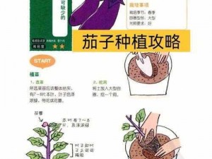 从零起步：茄子获取途径详解，带你走进梦境种植之旅