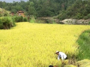 田间欢：探索乡村生活的美好