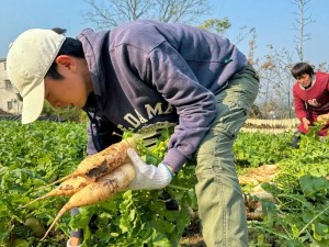 拔萝卜视频全程免费观看：轻松有趣的家庭田园生活