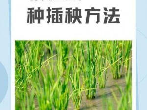 夫妻插秧 38 种方法图片大全——提高水稻产量的必备秘籍