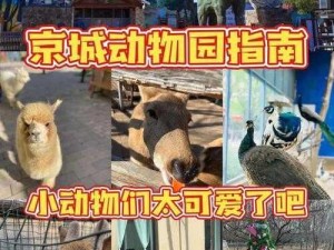 疯狂动物园翻新拍摄指南：主动捕捉新视角的美丽瞬间揭秘拍大片技巧与实操指南