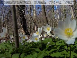 野花视频在线观看免费播放，高清画质，流畅体验，尽在野花视频