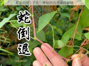 蛇倒刺蛇 j 子宫：神秘的古代医疗器械