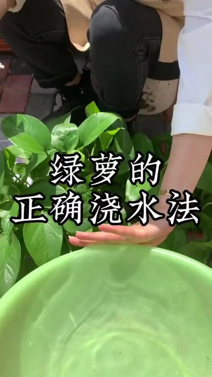 扣水的正确方法视频教程：让花卉绿植更美丽的关键技巧