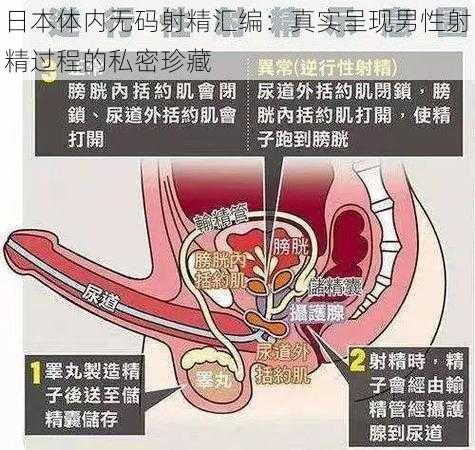 日本体内无码射精汇编：真实呈现男性射精过程的私密珍藏