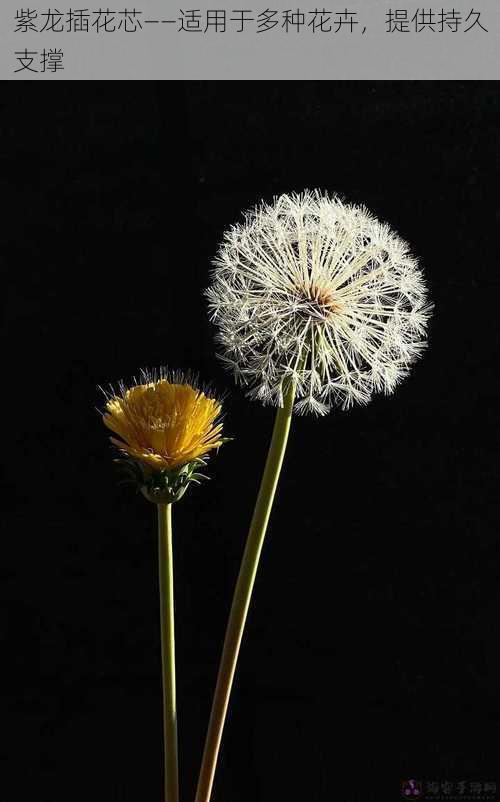 紫龙插花芯——适用于多种花卉，提供持久支撑