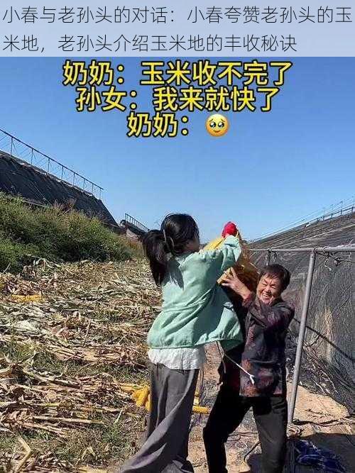 小春与老孙头的对话：小春夸赞老孙头的玉米地，老孙头介绍玉米地的丰收秘诀