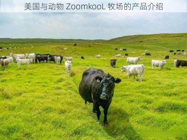 美国与动物 ZoomkooL 牧场的产品介绍