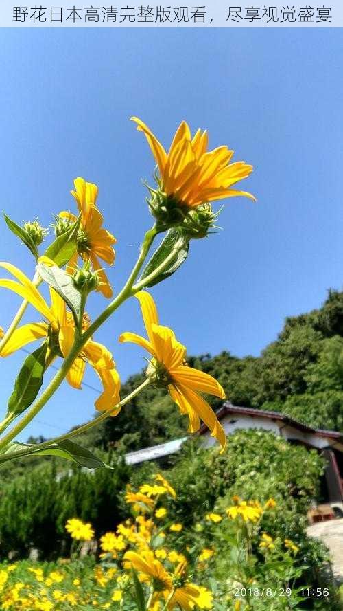 野花日本高清完整版观看，尽享视觉盛宴