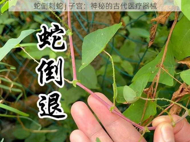 蛇倒刺蛇 j 子宫：神秘的古代医疗器械