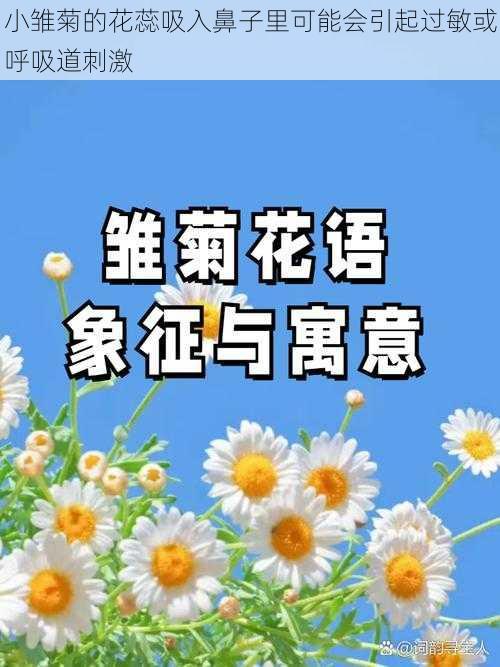 小雏菊的花蕊吸入鼻子里可能会引起过敏或呼吸道刺激