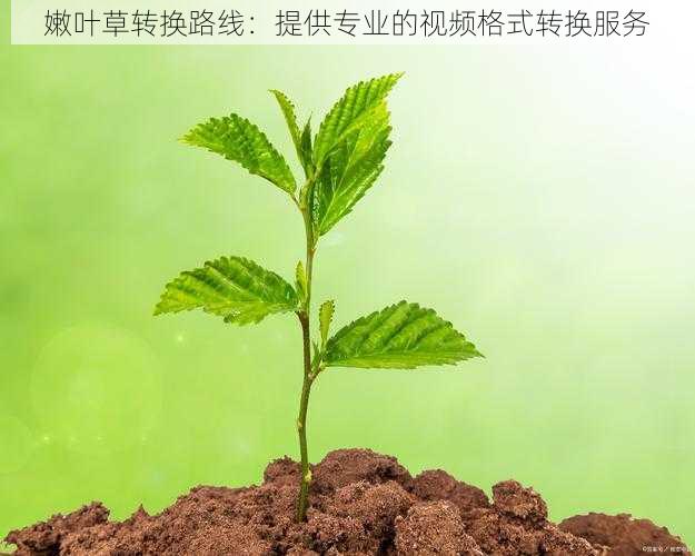 嫩叶草转换路线：提供专业的视频格式转换服务