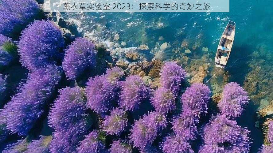 薰衣草实验室 2023：探索科学的奇妙之旅