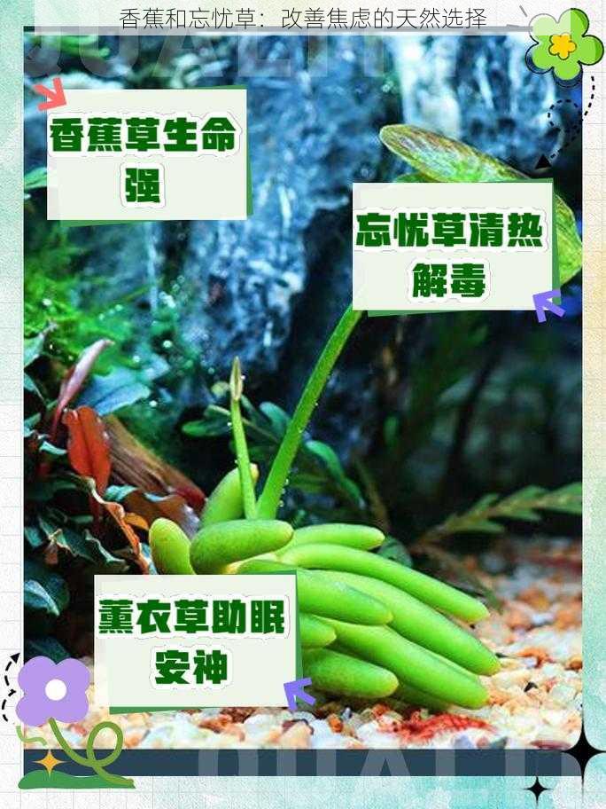 香蕉和忘忧草：改善焦虑的天然选择